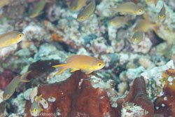 BD-111123-Raja-Ampat-5096-Pseudanthias-huchtii-(Bleeker.-1857)-[Red-cheeked-fairy-basslet].jpg